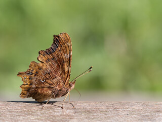 Obraz premium Comma, Polygonia c-album