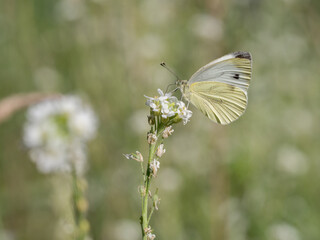 Large white, Pieris brassicae