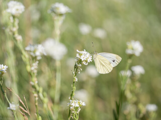 Large white, Pieris brassicae