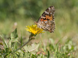 Painted lady, cosmopolitan, Vanessa cardui