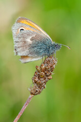 Coenonympha pamphilus