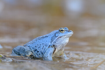  Rana arvalis