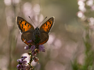  Lycaena phlaeas