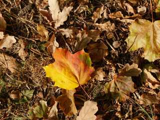 Autumnal Colored Maple Leaf, Norway Maple