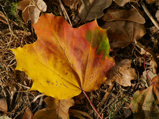 Autumnal Colored Maple Leaf, Norway Maple