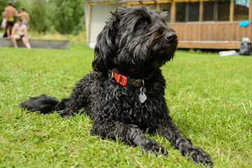Black Middle Schnauzer Lies Attentively On The Meadow - Dog Portrait