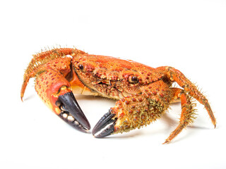 boiled crab isolated on white background