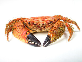 boiled crab isolated on white background