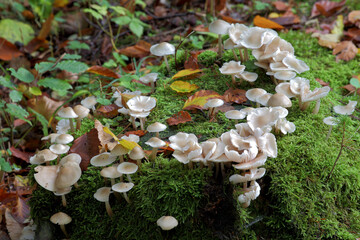 Tree Mushroom