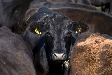 moor oxen on pasture