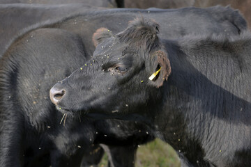 moor oxen on pasture