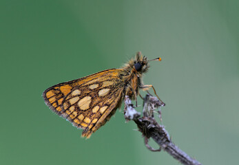 Skipper
