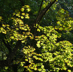 Maple, Acer Platanoides