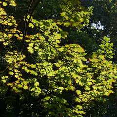 Maple, Acer Platanoides