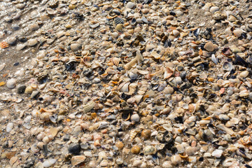 Colorful Shells Washed Up On A Sandy Beach In Italy