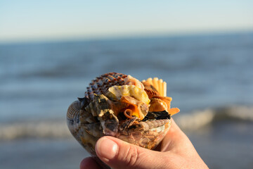 Hand Holding Colorful Shells Collected In The Hand - Depth Of Field