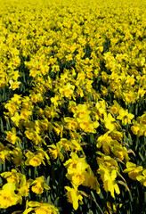 Obraz premium Field Of Wild Daffodil, Lent Lily Narcissus Pseudonarcissus , Netherlands