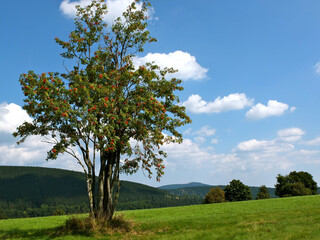 Fototapeta na wymiar Late Summer On The Heights Of The Harz Mountains