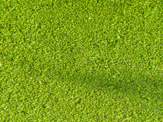 Duckweed In Ampermoss, May Be Used As A Background Image