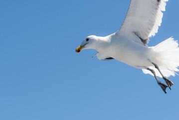 Seagull In Flying