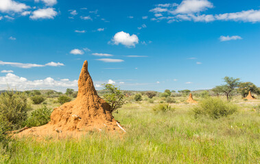 Green Kalahari With Termite Hill And Meadow In March Namibia