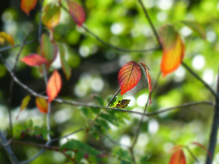 Autumn In The Bog, Some Red Leaves Against Green Background