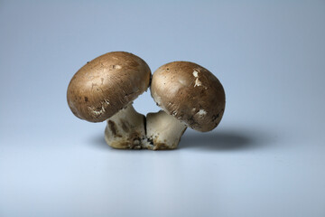 Two Funghi