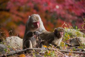 自然動物園の紅葉と猿