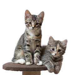Two cute gray kittens sit on cat furniture at home looking into the camera isolated on white background