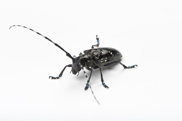 The longicorn beetle isolated on white background