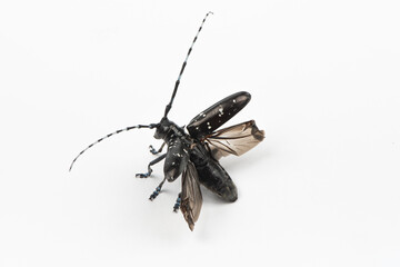 The longicorn beetle isolated on white background