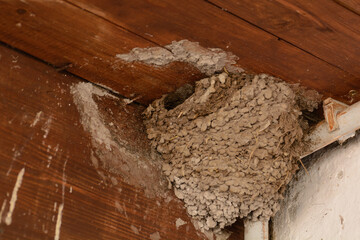 Nest Of Swallows