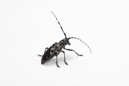 The longicorn beetle isolated on white background