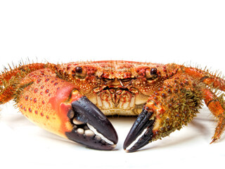 boiled crab isolated on white background