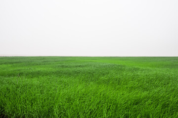 green grass field and sky background