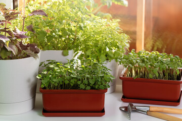 Naklejka na ściany i meble Various edible greens grow in pots on the windowsill. Growing healthy vitamin greens at home