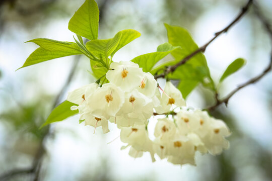 Halesia carolina