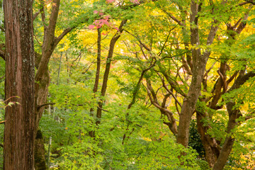 Colorful autumn color in Japan. Maple & ginkgo tree change their leaves color to red. Concept for autumn and foliage background.