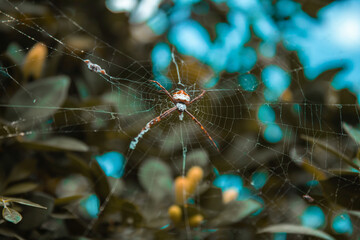 Aranha