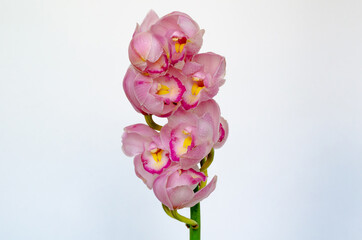 Blooming cluster of pink color cymbidium orchids on white background.