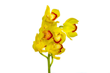 Blooming cluster of yellow color cymbidium orchids on white background.