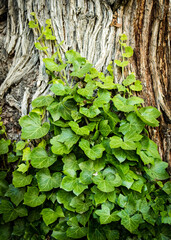 closeup ivy on the tree