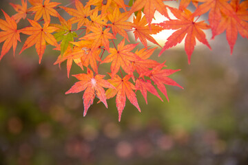 Colorful autumn color in Japan. Maple & ginkgo tree change their leaves color to red. Concept for autumn and foliage background.