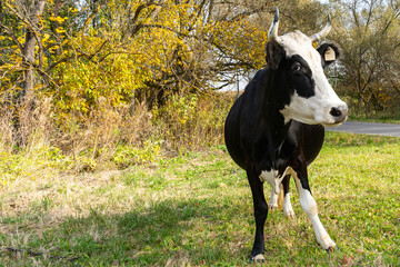 A black and white cow in a meadow near the forest on a bright sunny day looks askance at the photographer half a turn