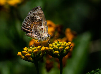 Hairstreak Butterfly on Lantana