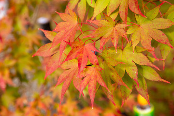 Colorful autumn color in Japan. Maple & ginkgo tree change their leaves color to red. Concept for autumn and foliage background.