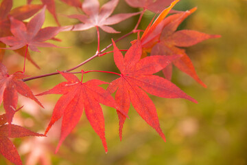 Red maple leaves in autumn season with blue sky blurred background, taken from Japan.