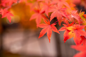 Red maple leaves in autumn season with blue sky blurred background, taken from Japan.