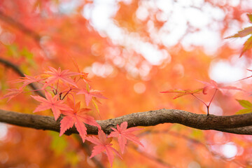 Red maple leaves in autumn season with blue sky blurred background, taken from Japan.