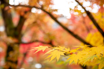 Red maple leaves in autumn season with blue sky blurred background, taken from Japan.